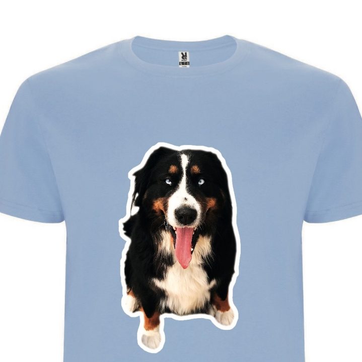 Luna Berner Sennenhund mit schiefem Kopf vor rotem Hintergrund.
