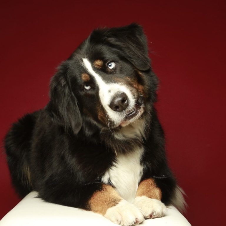 Luna Berner Sennenhund mit schiefem Kopf vor rotem Hintergrund.